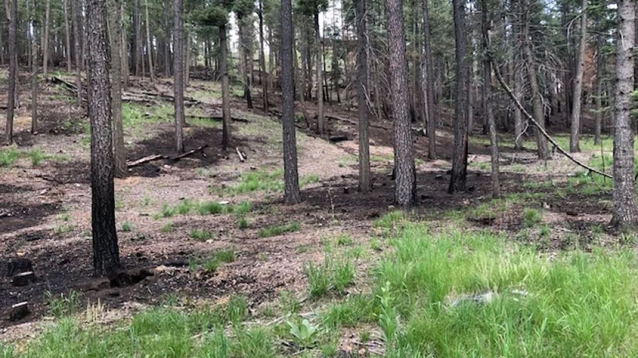 Lot 127 Pendaries Village, Rociada, NM 87742