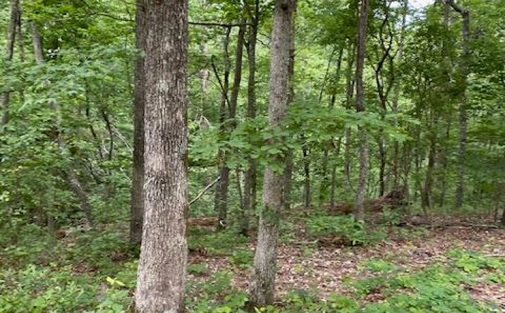 Pictures of Land property located at 00 Eagle Nest Ln, Big Sandy, TN 38221 for sales - image #1