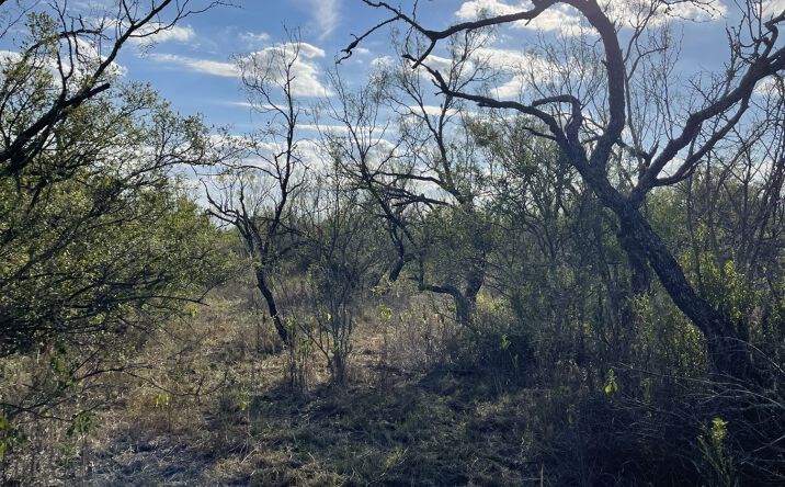 Pictures of Land property located at Co Rd 4201, D'Hanis, TX 78850 for sales - image #1