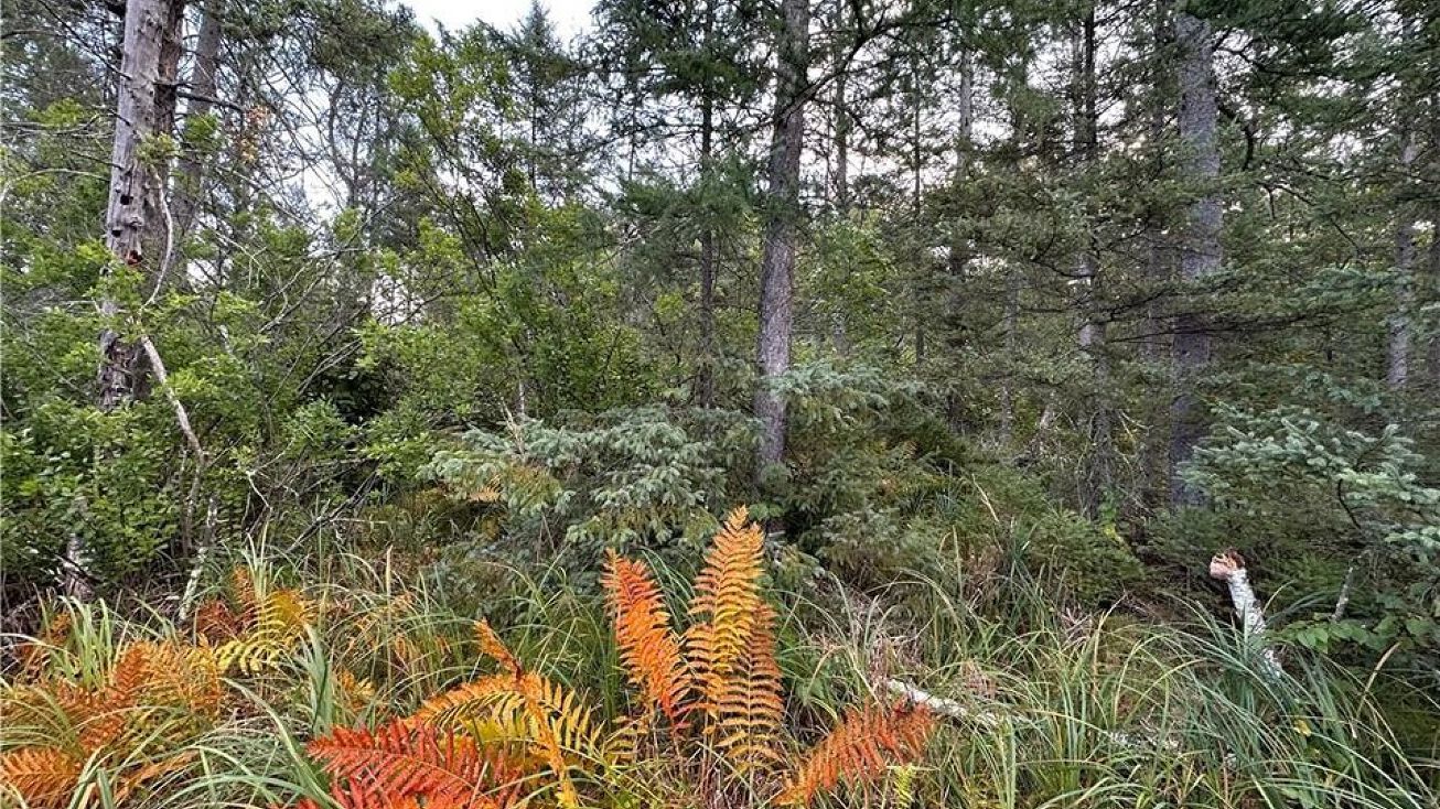 WI77, Minong, WI 54859