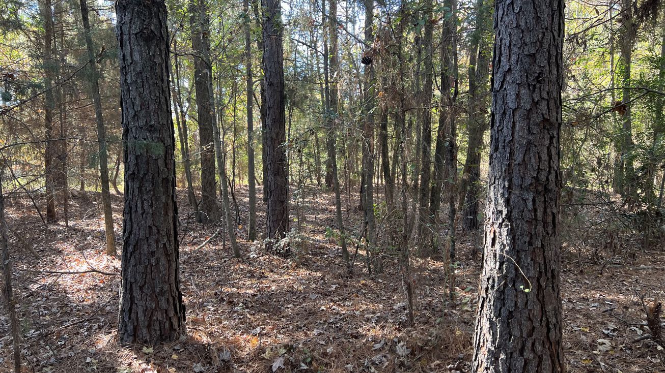 Co Rd 4105, Daingerfield, TX 75638