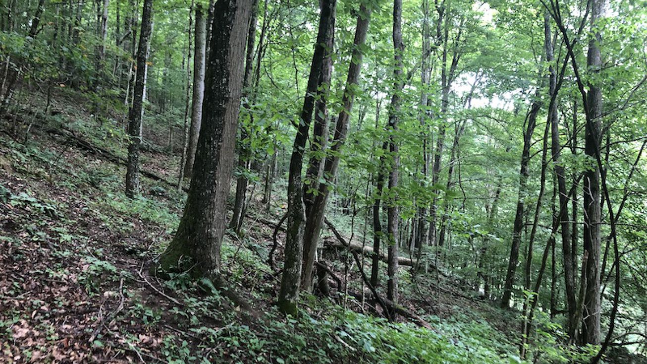 Possum Hollow Rd, Saltville, VA 24370