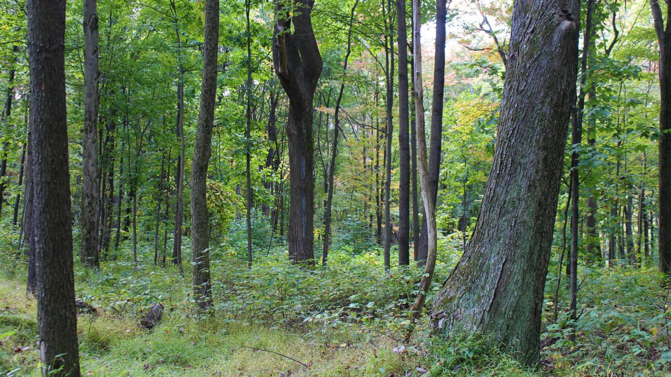 Cemetery Rd, Mill Run, PA 15464