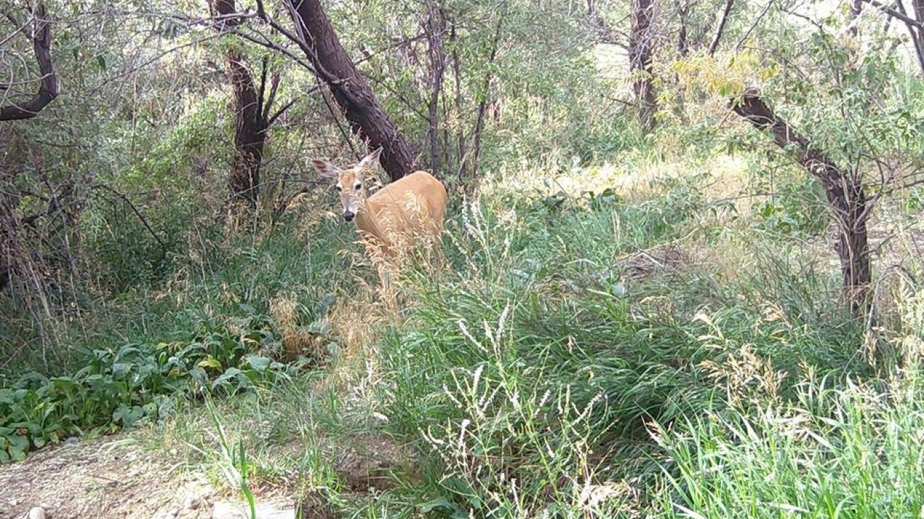 280 Rd 20, Cody, WY 82414