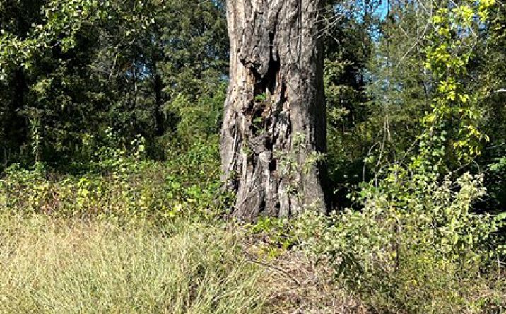 Pictures of Land property located at 409 Glass St, Atlanta, TX 75551 for sales - image #1