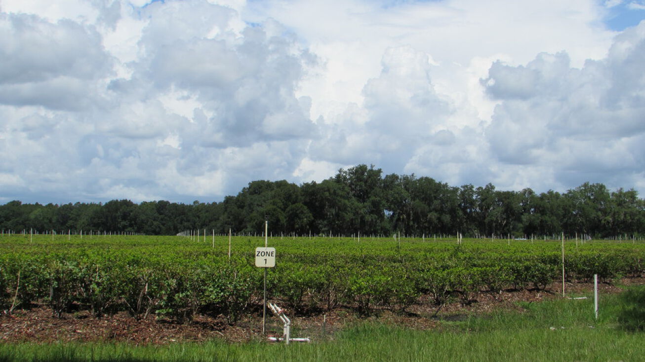 10434 SE 225th Dr, Hawthorne, FL 32640 Land for Sale Florida