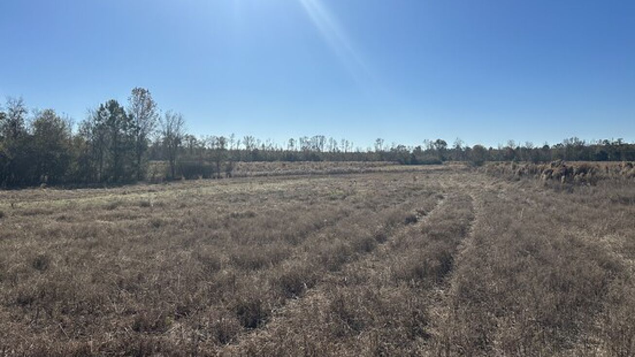 0 Buck Creek Road, Hiltonia, GA 30467