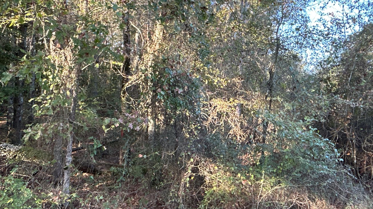 Parish Rd, Winnfield, LA 71483