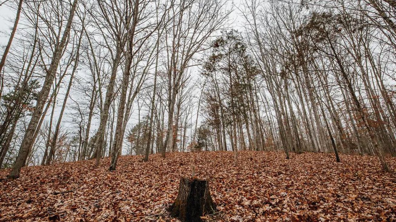 29885 Highway 21, Lesterville, MO 63654