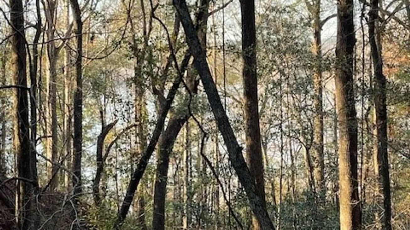 Lot 20 Arrowhead Lane, Fort Gaines, GA 39851