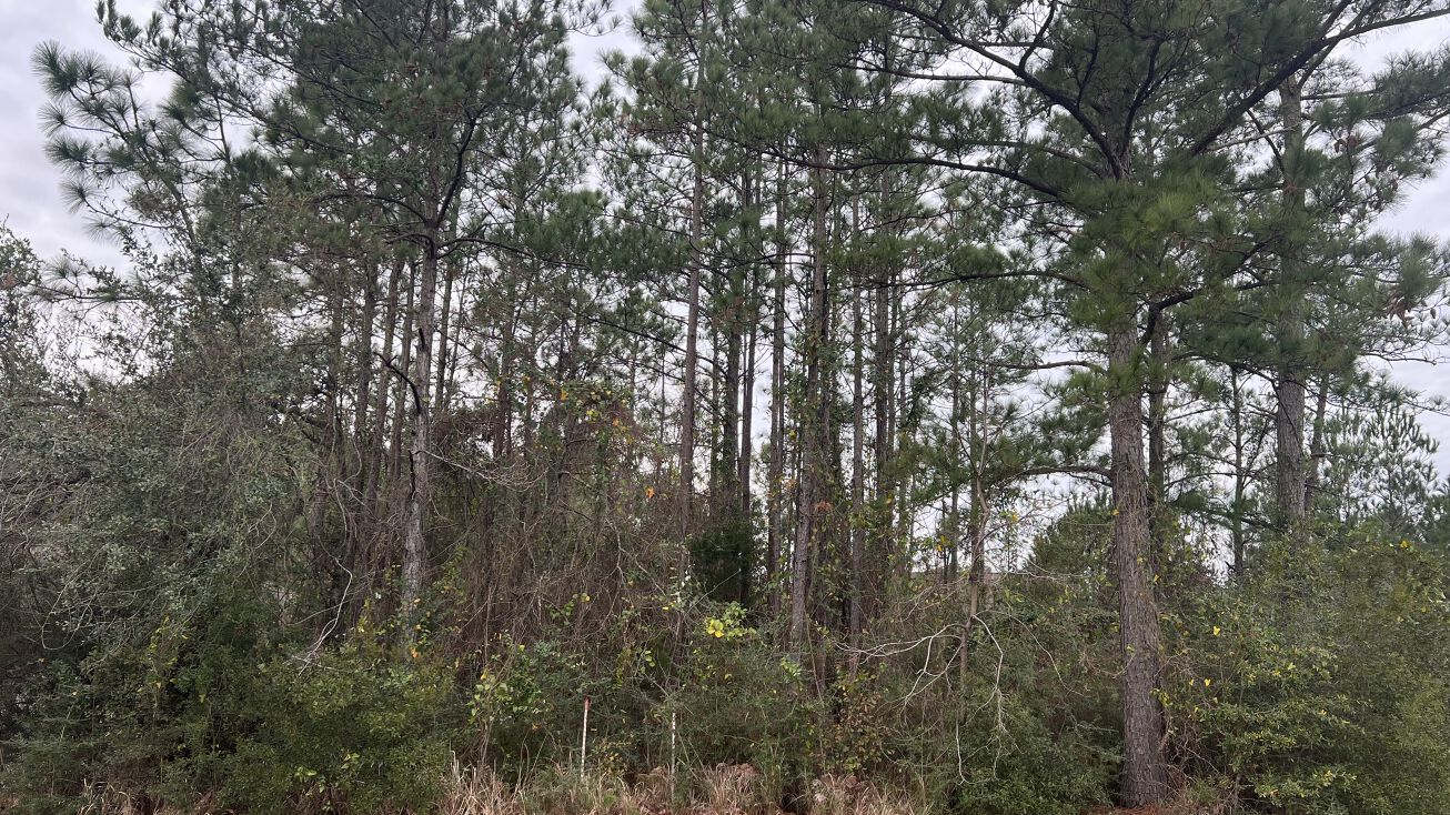 Pictures of Land property located at Timber Cir, Daphne, AL 36527 for sales - image #1