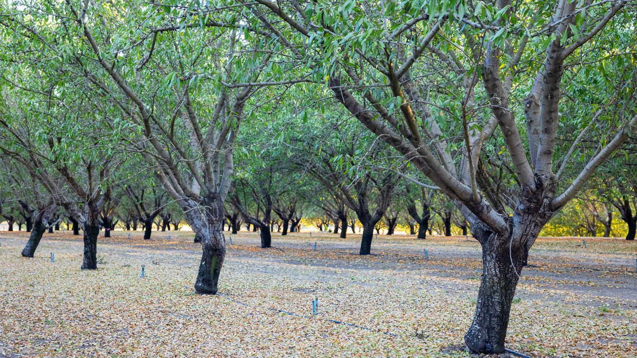 21520 S Van Allen Rd, Escalon, CA 95320