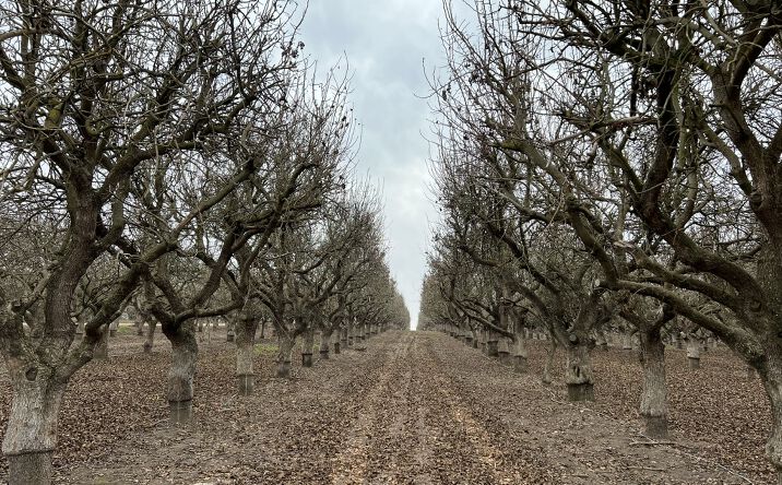 Pictures of Land property located at 11060 Rd 38, Madera, CA 93636 for sales - image #1