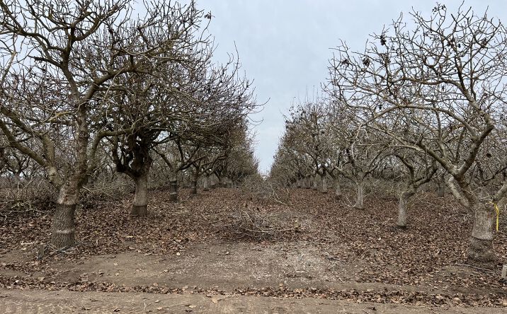 Pictures of Land property located at 30623 Avenue 20, Madera, CA 93638 for sales - image #1