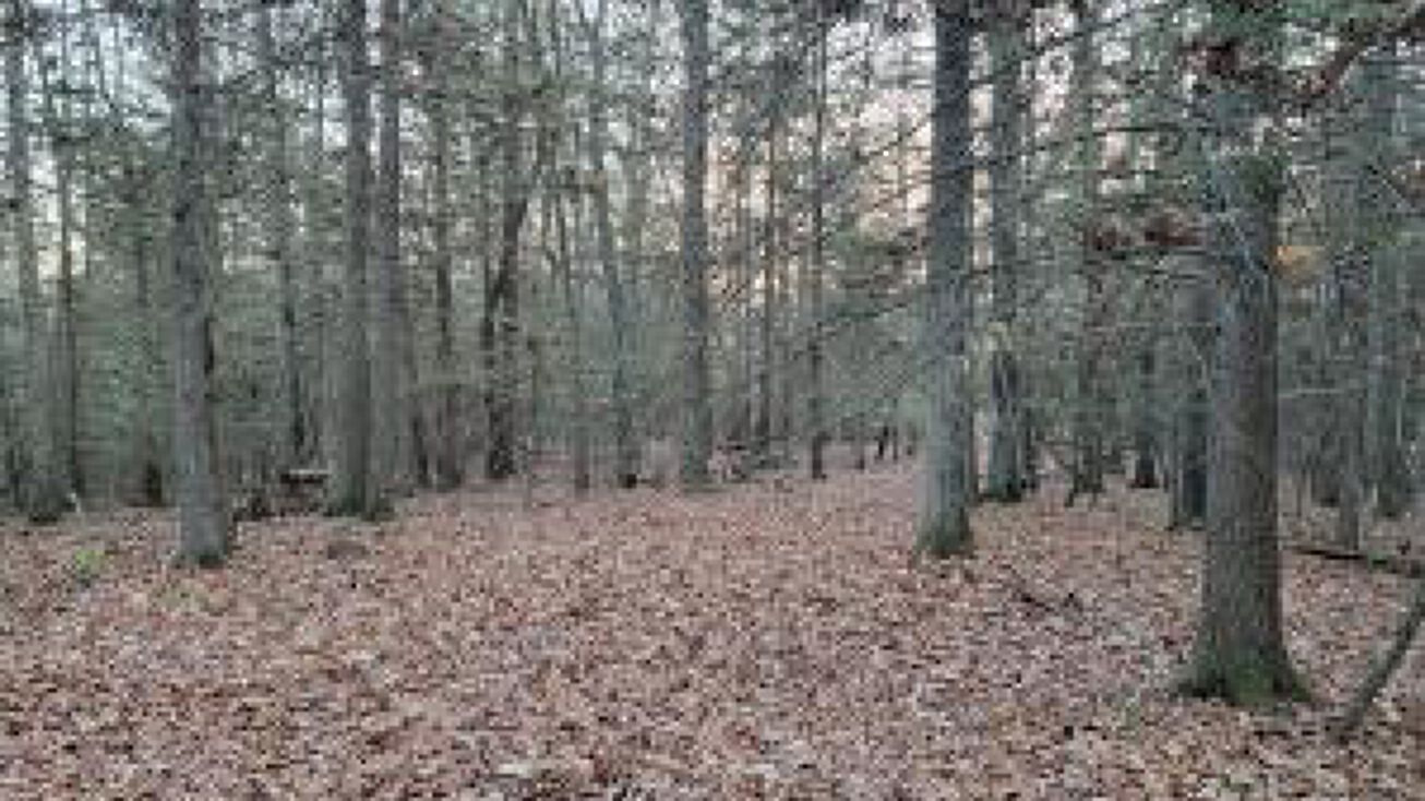 WV41, Mt Lookout, WV 26678