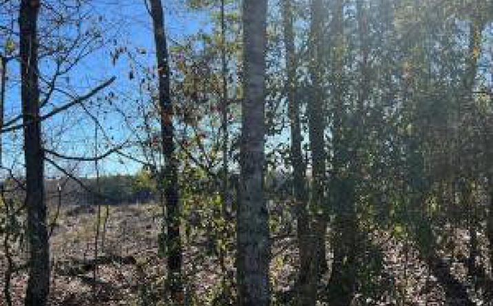 Pictures of Land property located at 0 Double Pond Road Road, Blackville, SC 29817 for sales - image #1