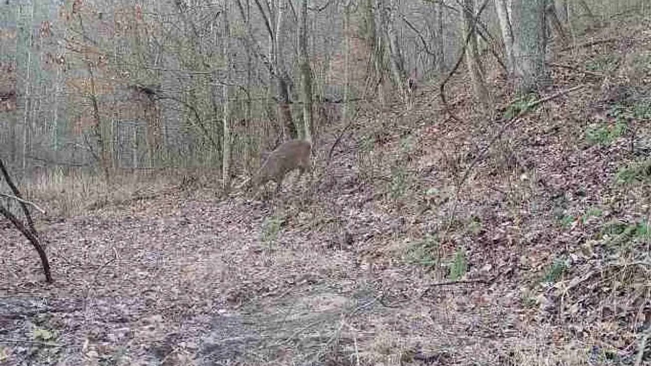 Cooper Rd, Argillite, KY 41144