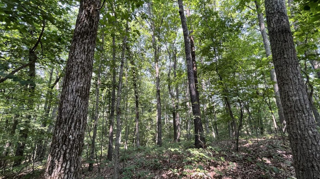 County Rd 133, Russellville, AL 35653