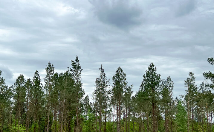 Pictures of Land property located at 025 CR 2145, Wheeler Springs, TX 75835 for sales - image #1