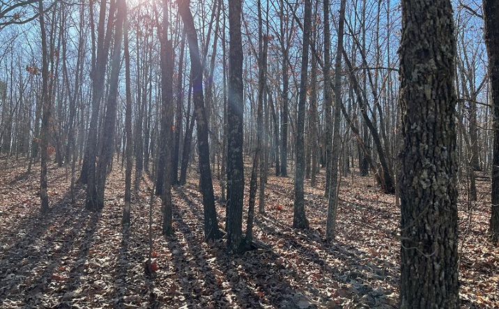 Pictures of Land property located at Lot 1 County Road 113, Alton, MO 65606 for sales - image #1