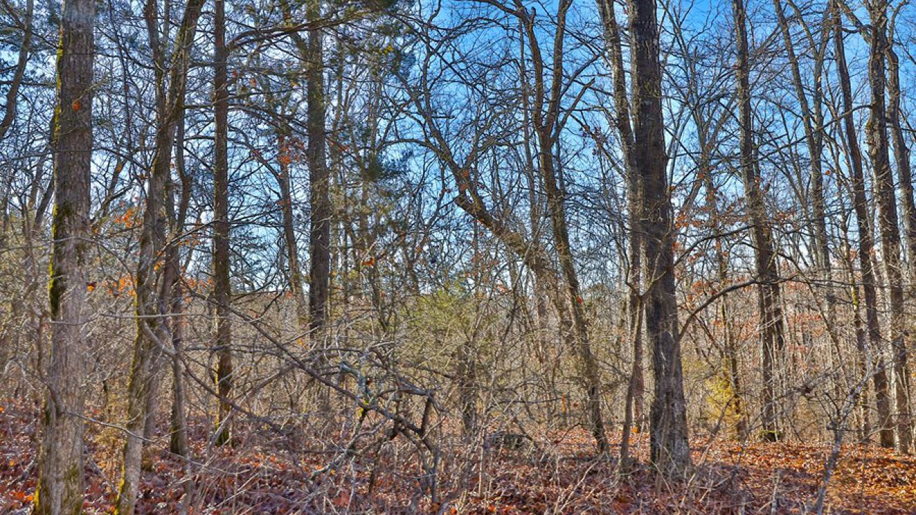 Lot 1 & 2 County Road 302, Eminence, MO 65466