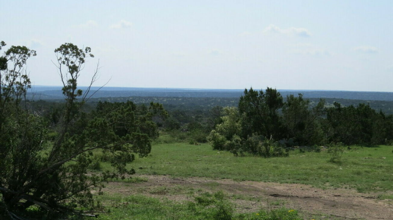 foresta verde ar