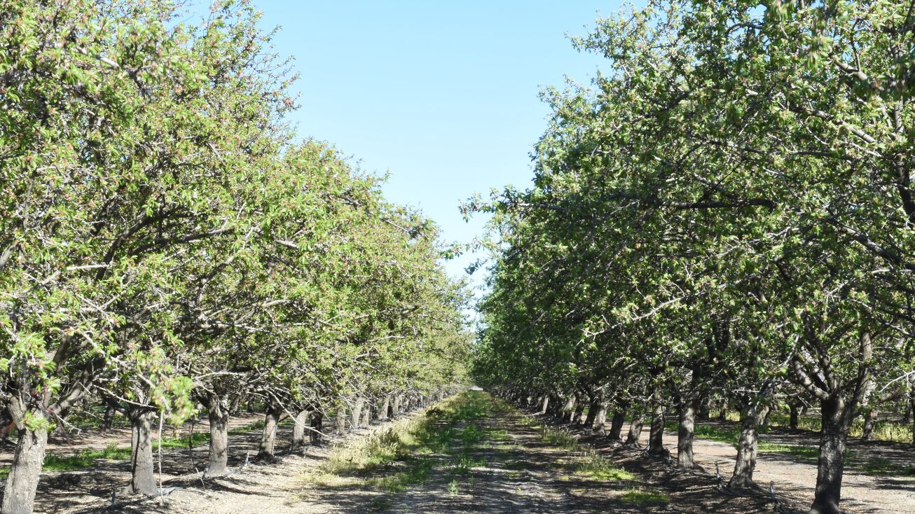 23820 W Adams Ave, San Joaquin, CA 93660