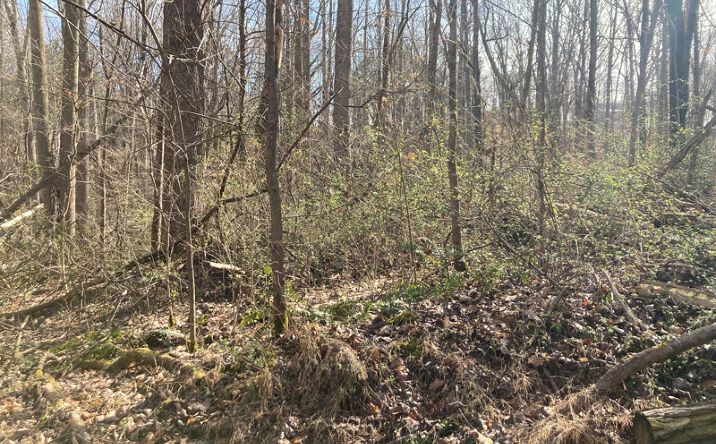 Pictures of Land property located at Largemouth Drive, Scottsville, KY 42164 for sales - image #1
