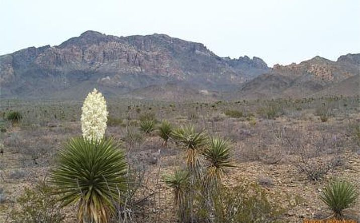 Pictures of Land property located at 0 None, Van Horn, TX 78212 for sales - image #1
