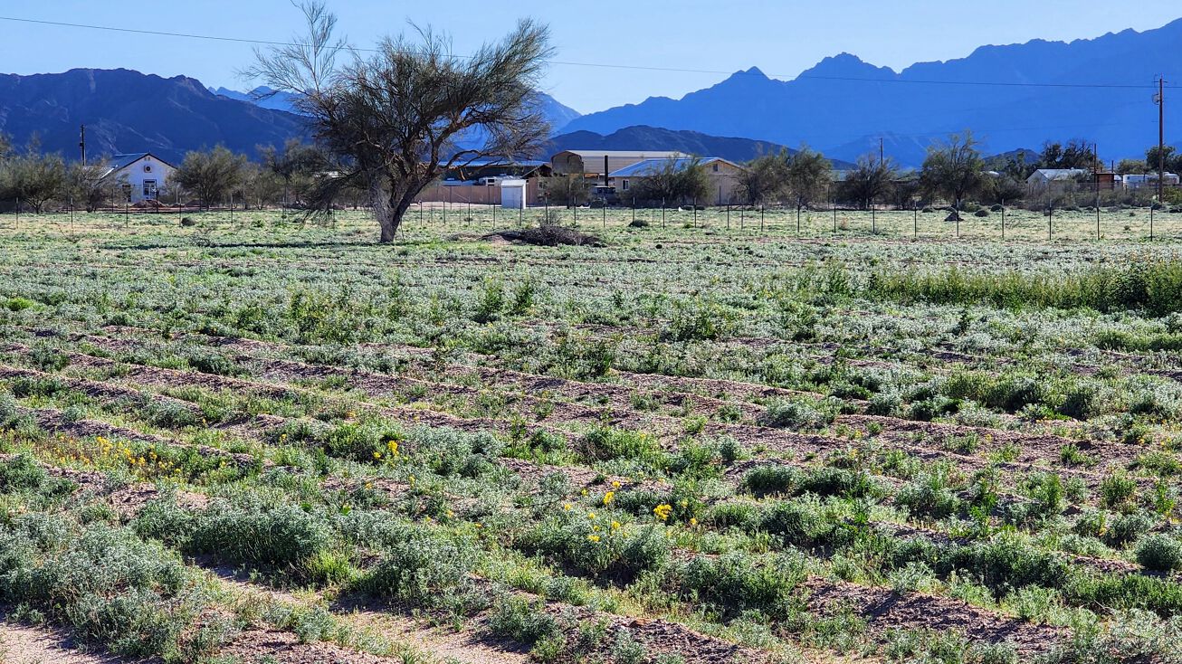 E Boris St, Wellton, AZ 85356