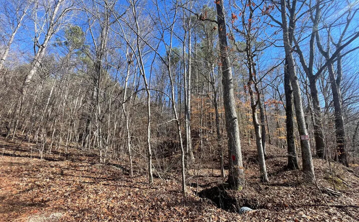 Pictures of Land property located at 000 McFall Lane, Lutts, TN 38471 for sales - image #1