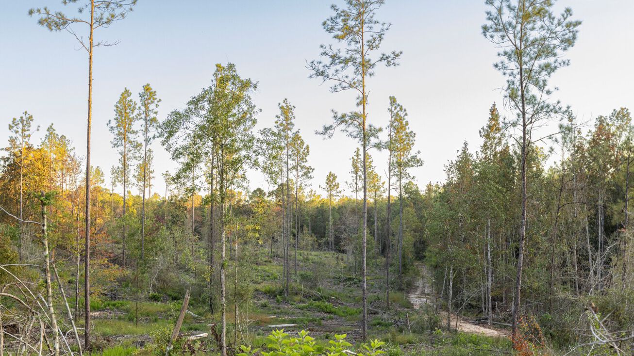 0 Whitehouse Fork Road, Bay AL 36507