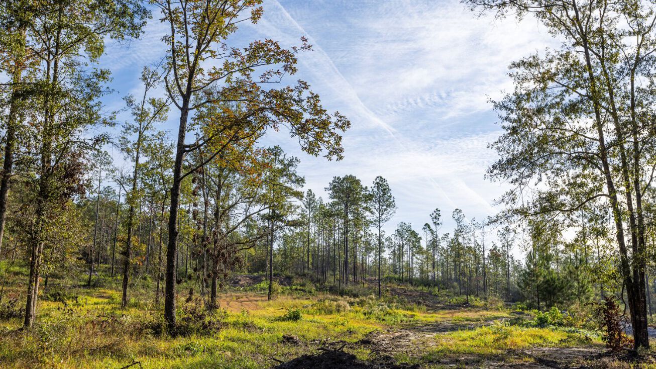 0 Whitehouse Fork Road, Bay AL 36507