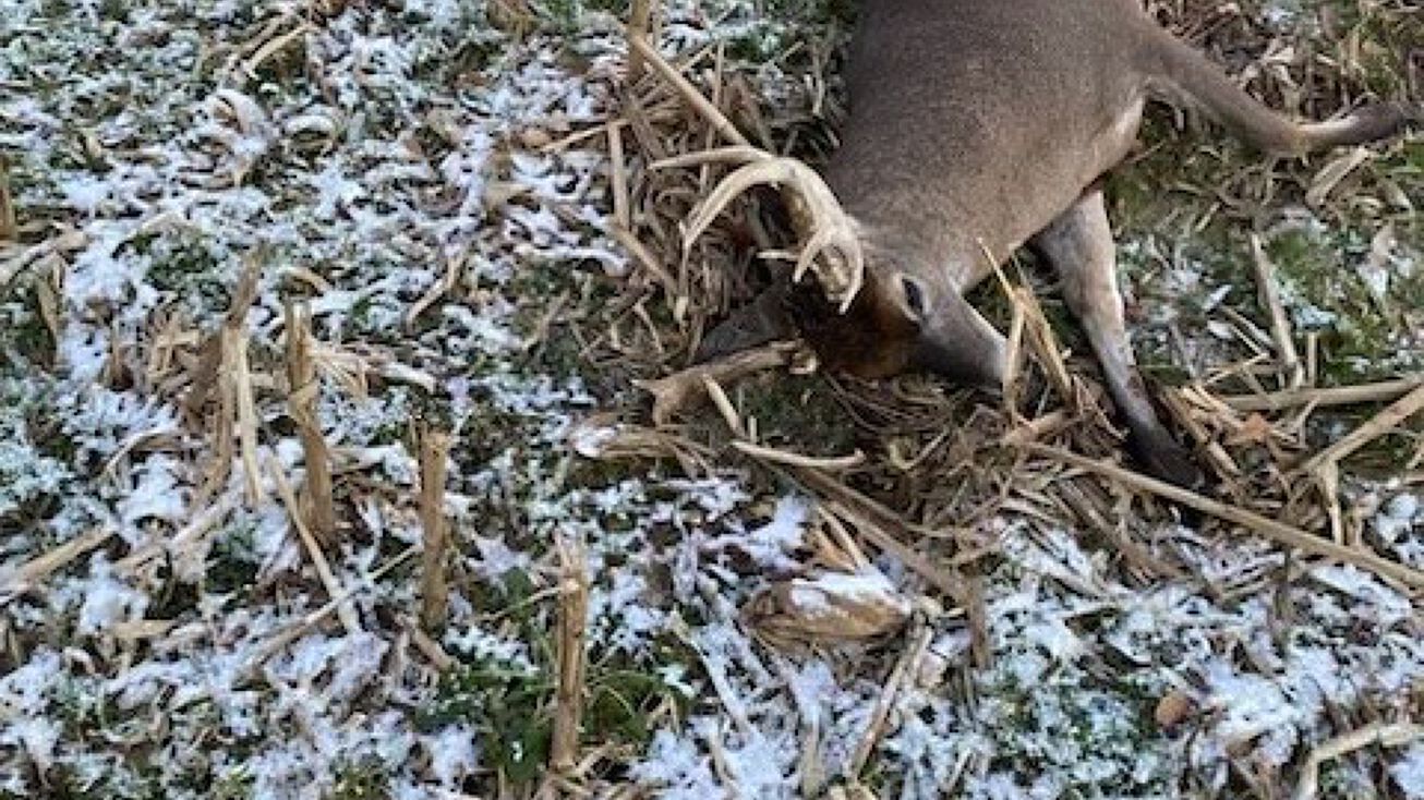 0 Maples Lane, Woodville, AL 35760