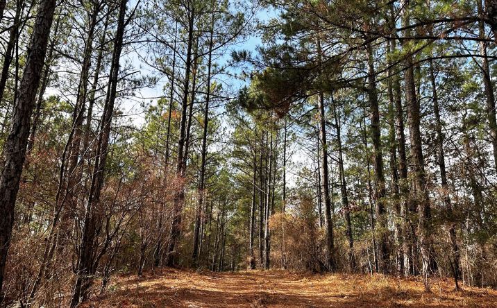 Pictures of Land property located at 00 Hwy 589, Hattiesburg, MS 39402 for sales - image #1