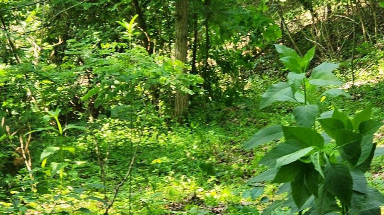 1191 Tree Line Lane, Baneberry, TN 37890