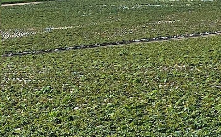 Pictures of Land property located at 1505 Black Rd, Santa Maria, CA 93458 for sales - image #1