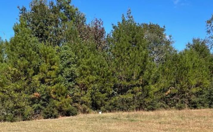 Pictures of Land property located at 6A HWY 11/ Burgetown, Carriere, MS 39426 for sales - image #1