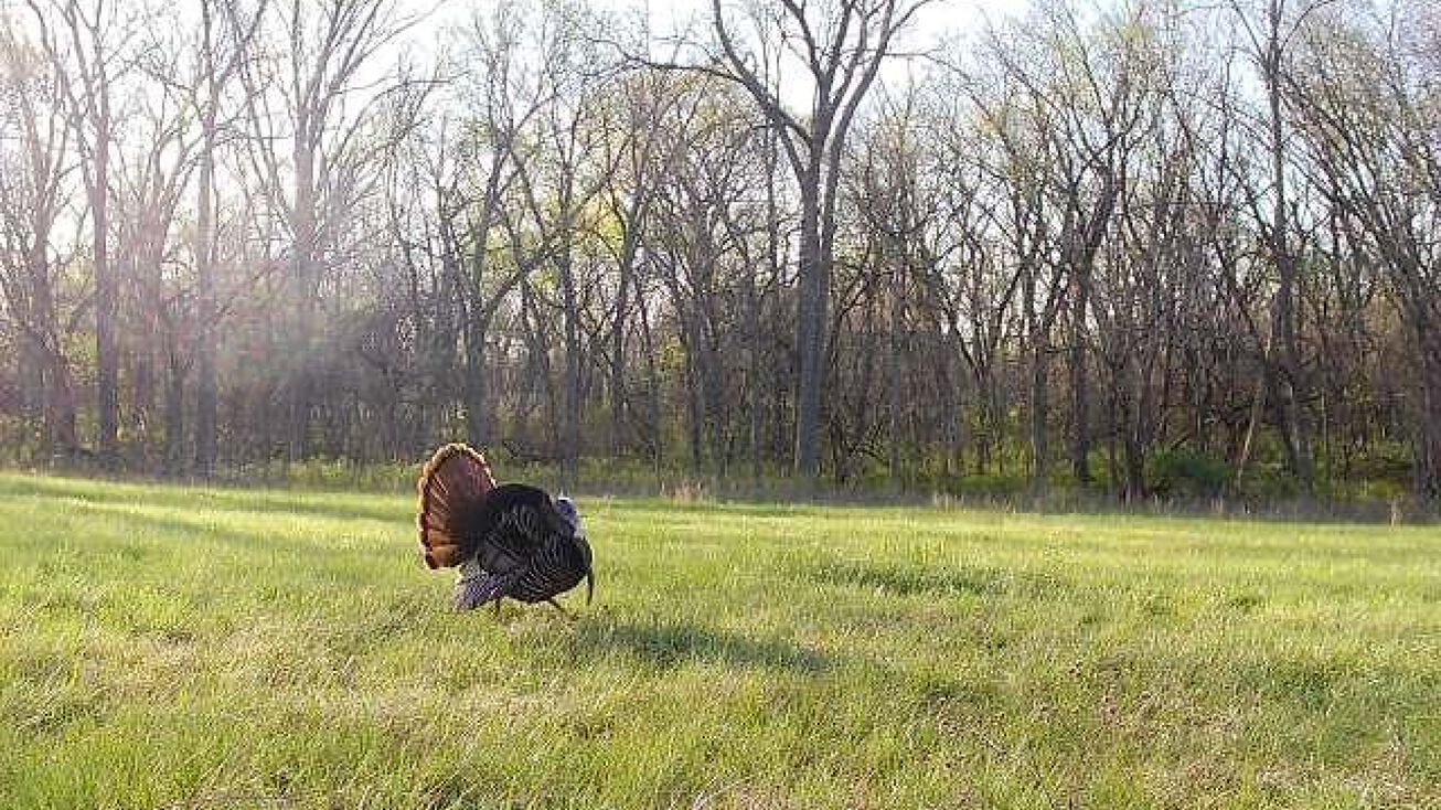 NW 1101 Road, Urich, MO 64788