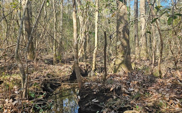 Pictures of Land property located at NHN Parcel 6 Redfish Rd, Poplarville, MS 39470 for sales - image #1