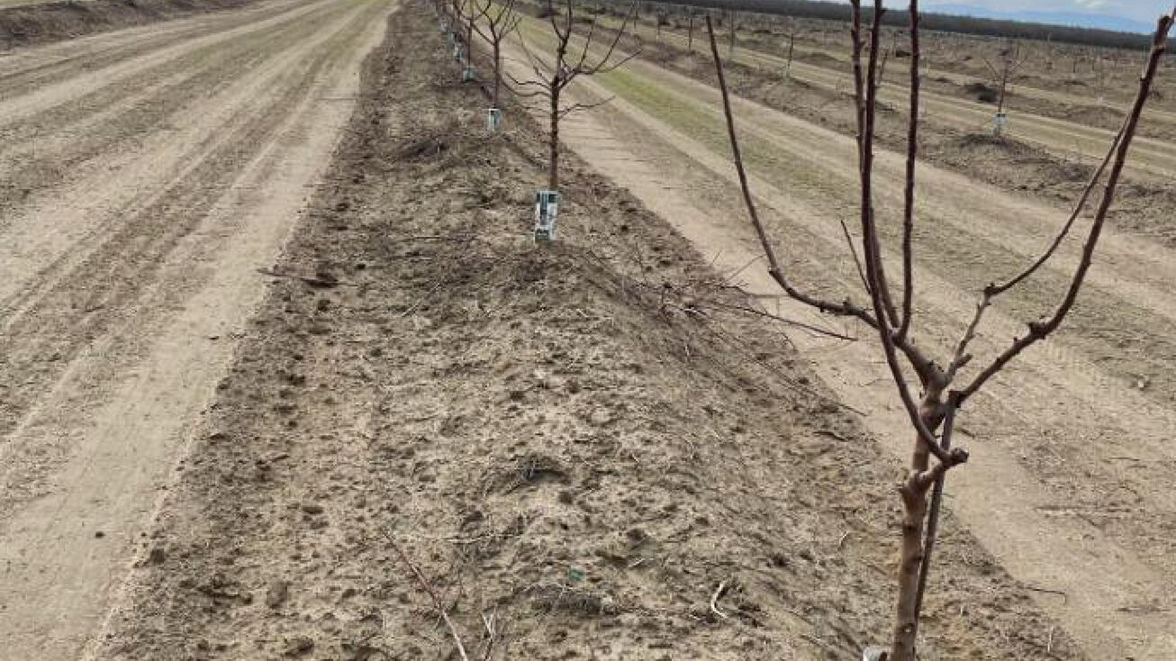 0 0 Whitebridge, Kerman, CA 93630