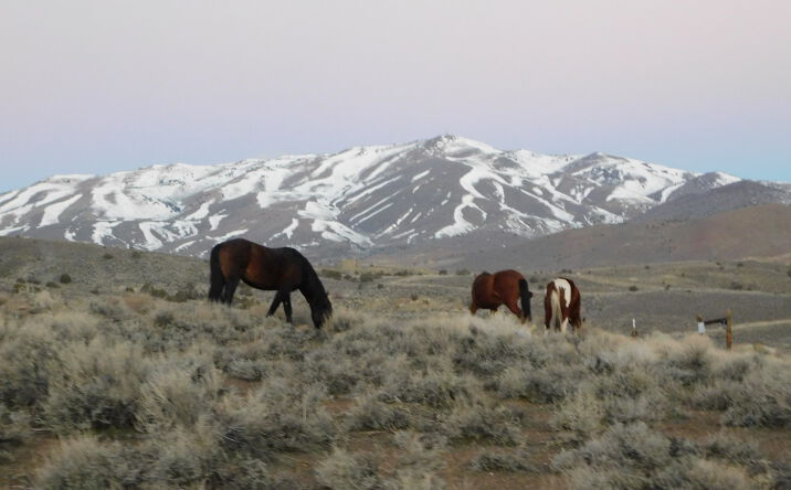 Pictures of Land property located at Schaad Ln, Dayton, NV 89403 for sales - image #1