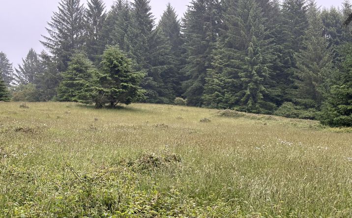 Pictures of Land property located at Aldergrove Road, Arcata, CA 95521 for comps - image #1