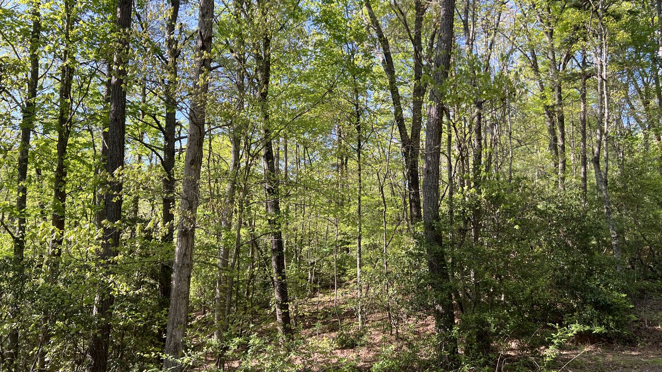 Sheila Drive, Ellijay, GA 30540