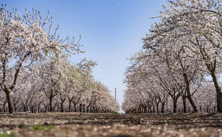Almond Tree Ranch, Pixley, CA 93256 | Crexi.com