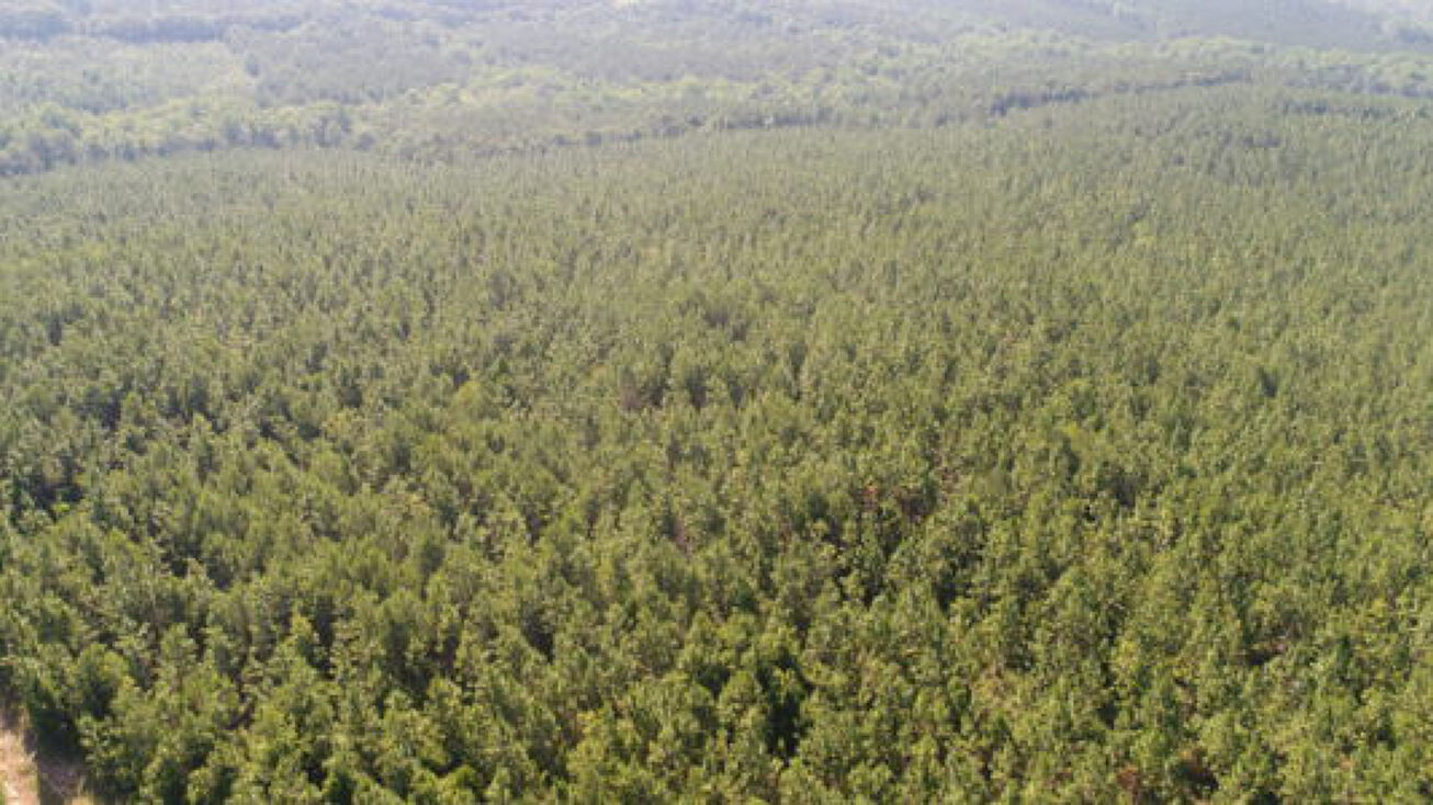 Guy Road, Petrey, AL 36062