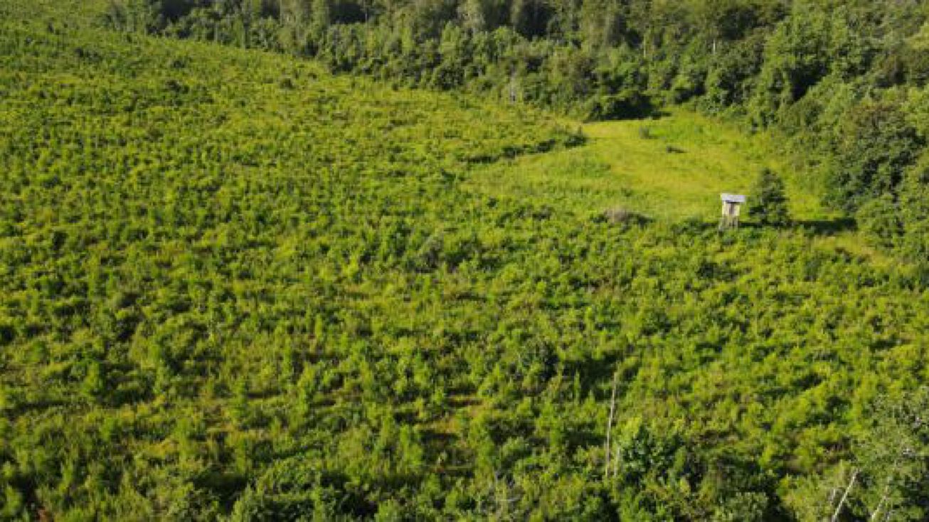 County Rd 4, Burnt Corn, AL 36401