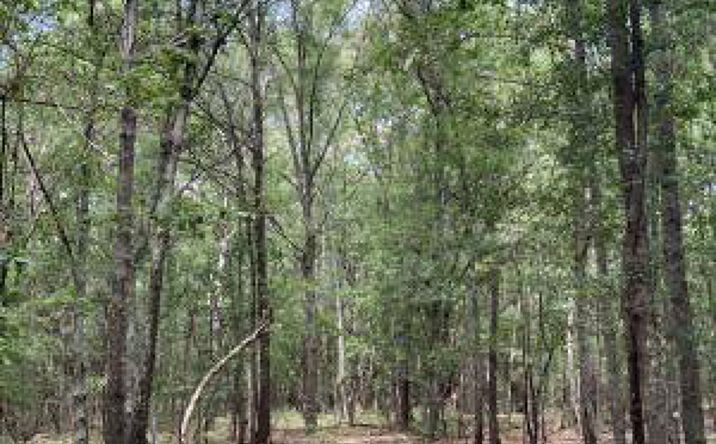 Pictures of Land property located at 0 Glass Rope Ln Lane, Aiken, SC 29805 for sales - image #1