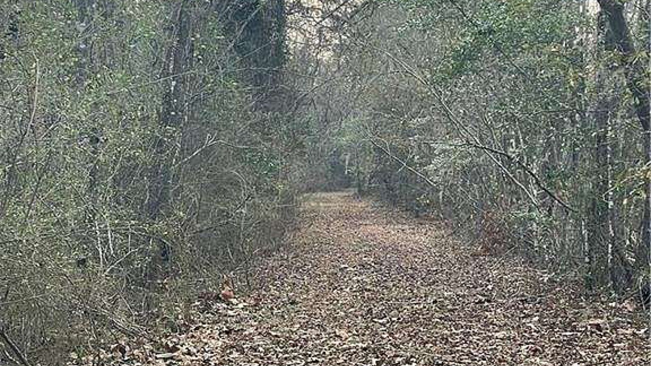 Fish Rd, Newington, GA 30467