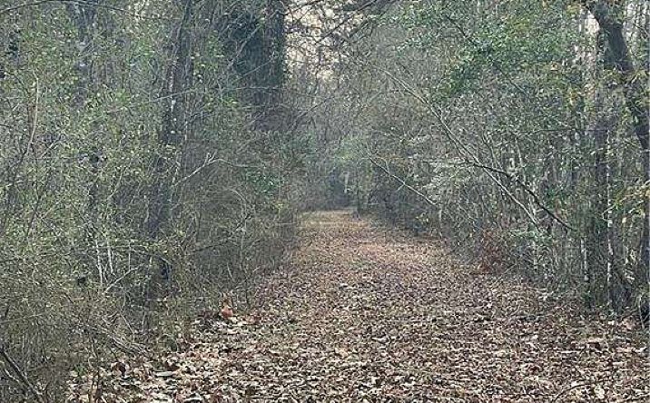 Pictures of Land property located at Fish Rd, Newington, GA 30467 for sales - image #1